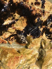 Paciocinebrina circumtexta