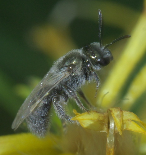 Lasioglossum semicaeruleum