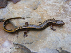 Eurycea bislineata