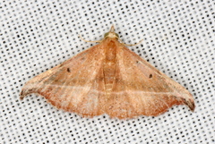 Corgatha ancistrodes