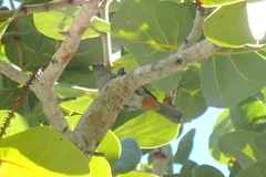 Melopyrrha violacea