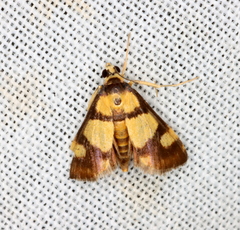 Deuterarcha xanthomela