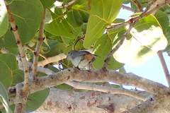 Melopyrrha violacea