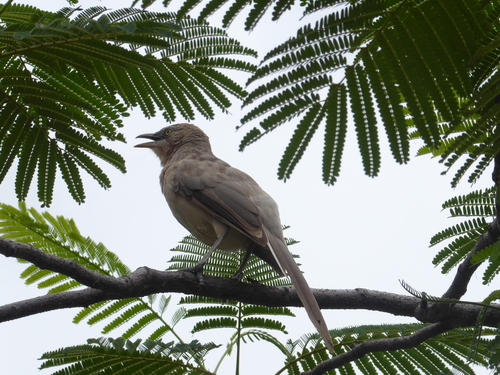 Large Grey Babbler