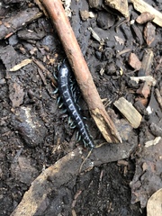 Otostigmus silvestrii