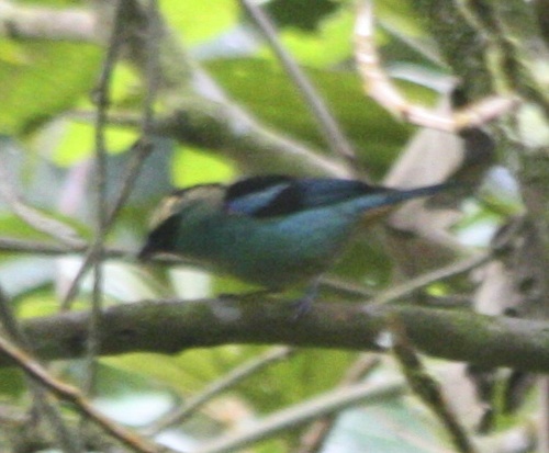 Tangara labradorides