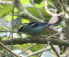 Tangara labradorides