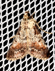 Orthaga rubridiscalis