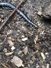 Otostigmus silvestrii