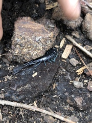 Otostigmus silvestrii