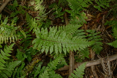 Cranfillia deltoides