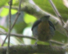 Tangara labradorides