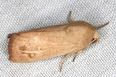 Leucania abdominalis