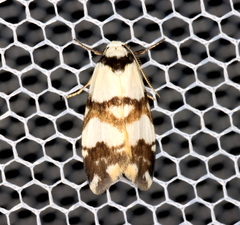 Thallarcha albicollis
