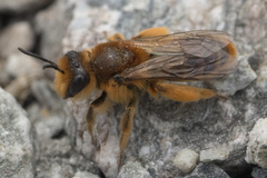 Leioproctus fulvescens