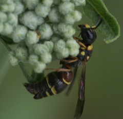 Leptochilus republicanus