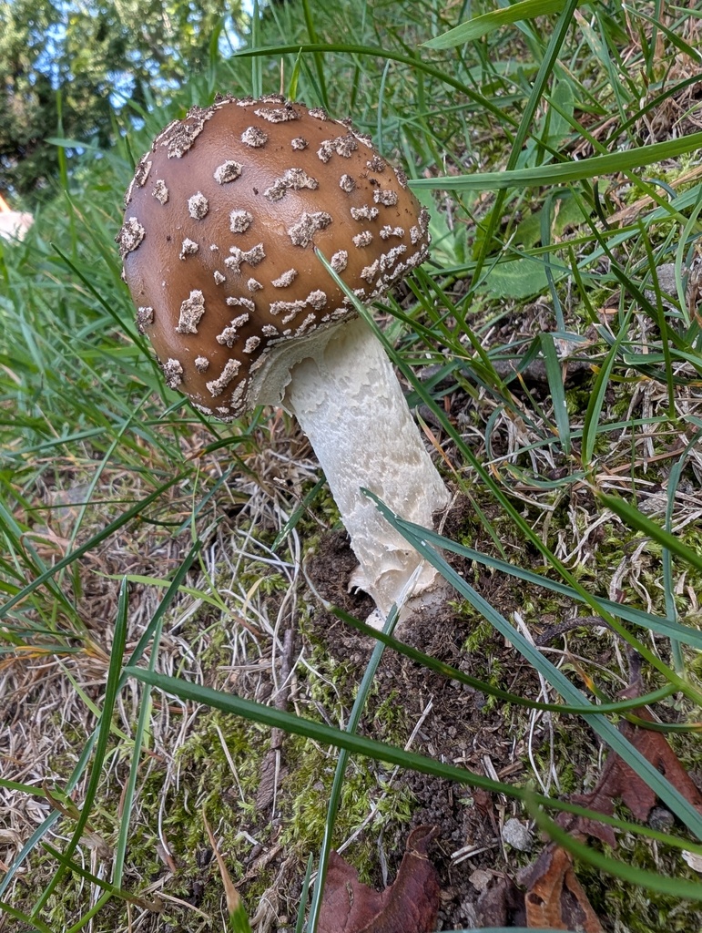 Amanita ibotengutake · September 2025 · photo: © atsushi_nakajima_cirque (iNaturalist, cc-by)