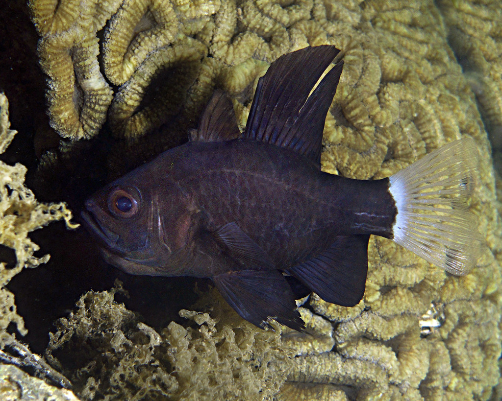 Sailfin Cardinalfish