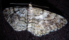 Peribatodes secundaria