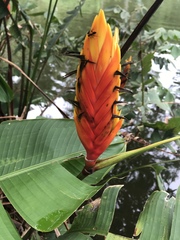 Heliconia episcopalis