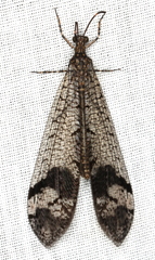 Glenoleon pulchellus