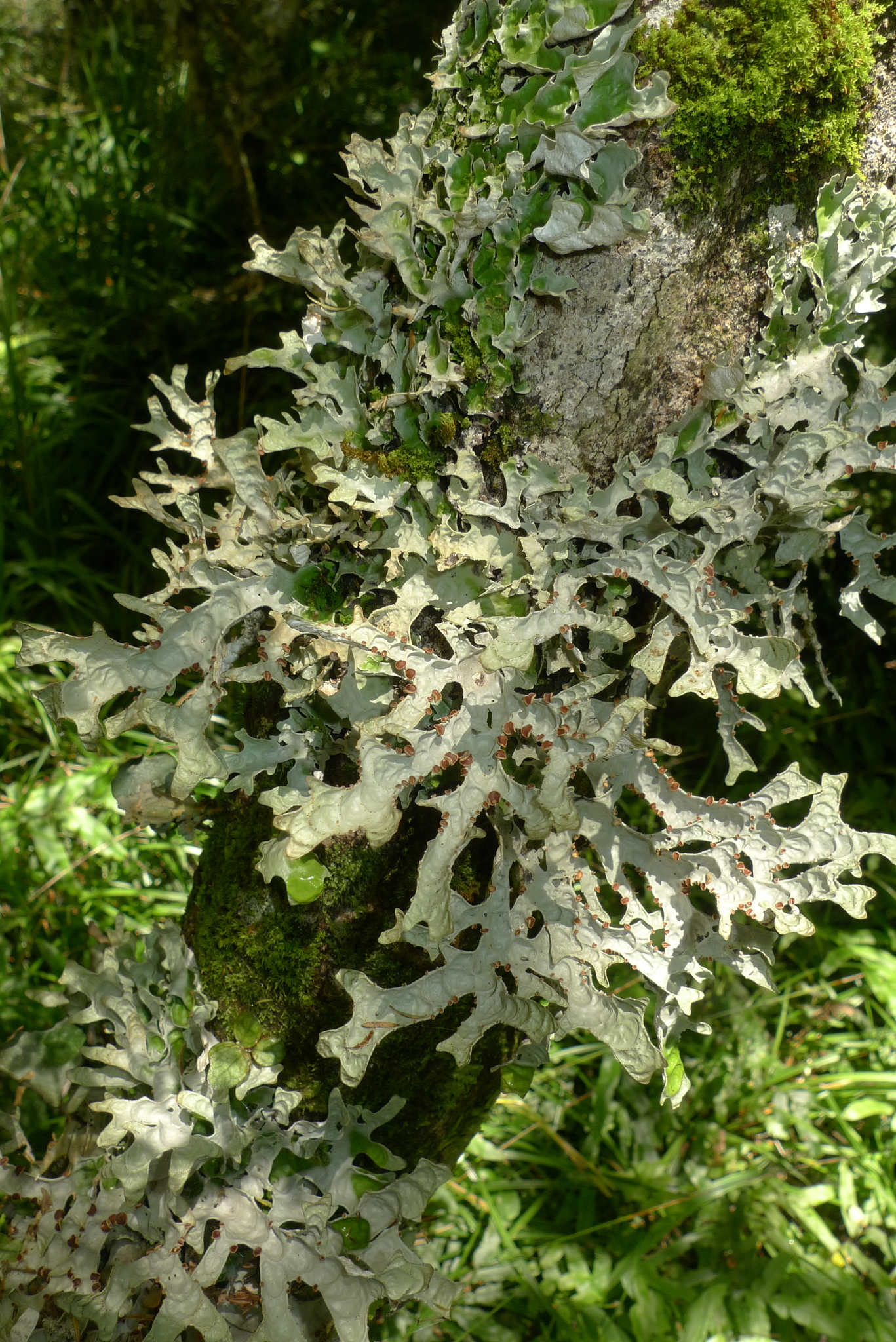 Pseudocyphellaria rufovirescens image