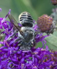 Megachile petulans