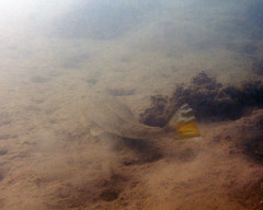 Platycephalus australis