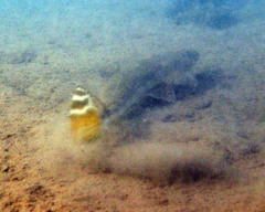 Platycephalus australis