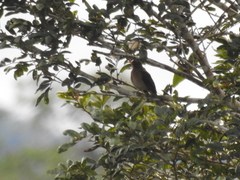 Turdus lawrencii