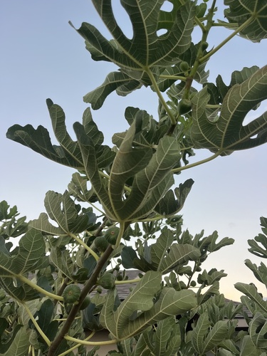 Ficus carica, 2025-09-18