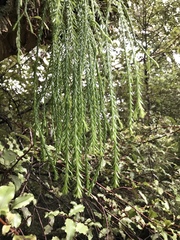 Phlegmariurus billardierei