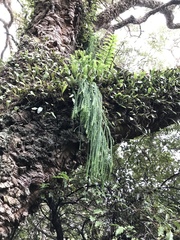 Phlegmariurus billardierei