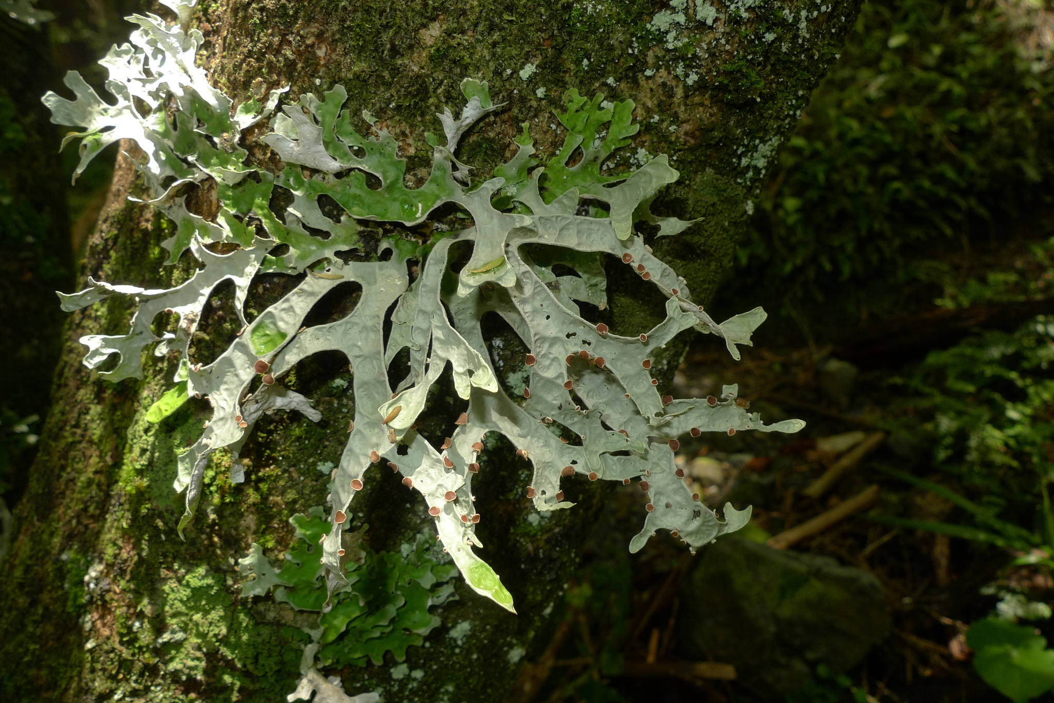 Pseudocyphellaria image