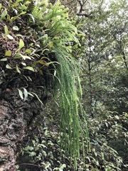 Phlegmariurus billardierei