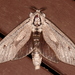 Giant Wood Moth - Photo (c) Victor W Fazio III, some rights reserved (CC BY-NC), uploaded by Victor W Fazio III