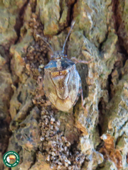 Antiteuchus tripterus