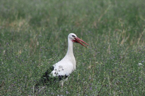 Cigüeña blanca (Ciconia ciconia)