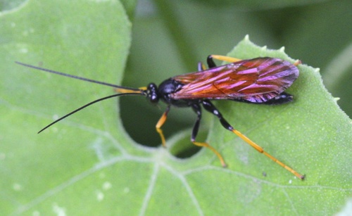 Ichneumonidae