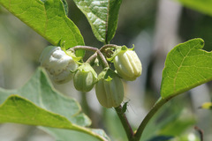 Solanum bonariense