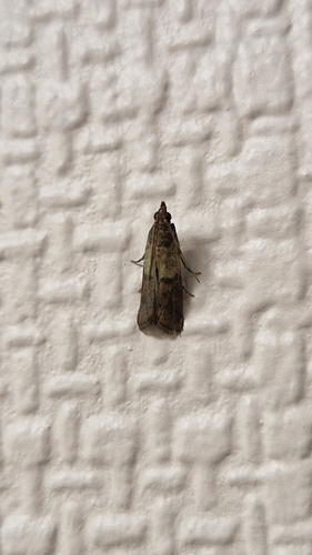 Plodia interpunctella