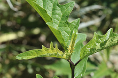 Solanum bonariense