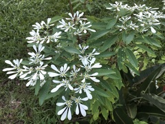 Euphorbia leucocephala