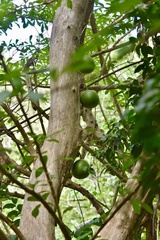 Crescentia alata