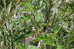 Solanum bonariense