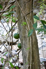 Crescentia alata