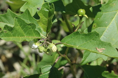 Solanum bonariense