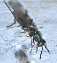Monodontomerus