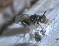 Monodontomerus