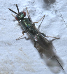 Monodontomerus